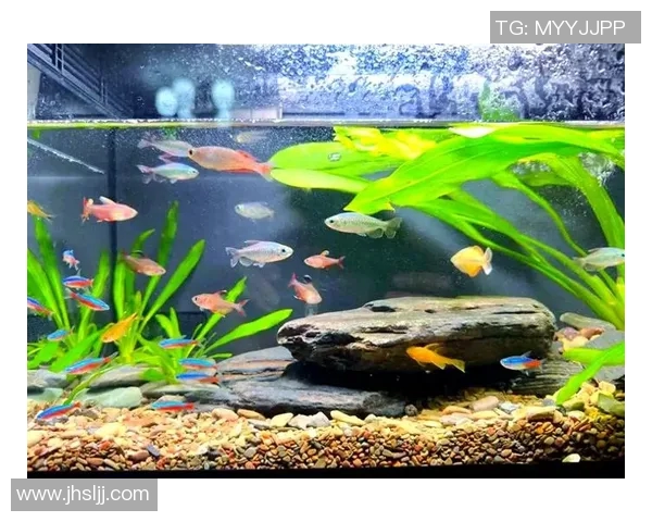 新手如何快速理解足球规则与战术技巧的全面指南